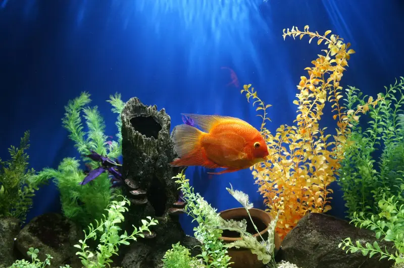 Noodstroom aquarium stroomstoring: gids voor Overijssel